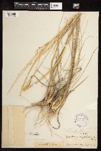 Sporobolus cryptandrus image