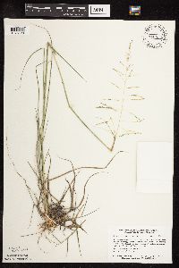 Sporobolus cryptandrus image