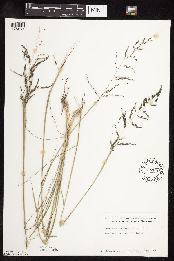 Sporobolus cryptandrus image