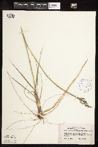 Sporobolus cryptandrus image