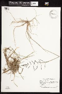 Sporobolus cryptandrus image