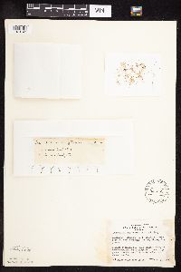 Sporobolus cryptandrus image