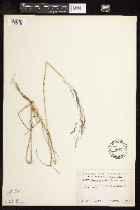 Sporobolus cryptandrus image