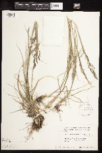 Sporobolus cryptandrus image