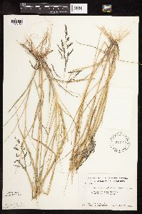 Sporobolus cryptandrus image