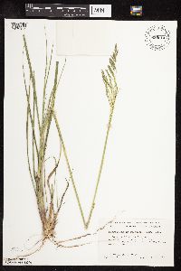 Sporobolus cryptandrus image