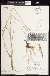 Sporobolus cryptandrus image