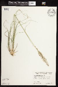 Sporobolus heterolepis image