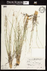 Sporobolus heterolepis image