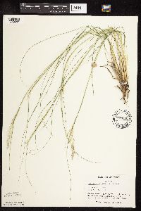 Sporobolus heterolepis image