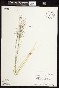 Sporobolus heterolepis image