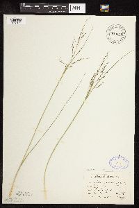 Sporobolus heterolepis image