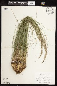 Sporobolus heterolepis image