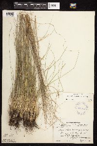 Sporobolus heterolepis image