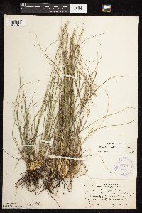 Sporobolus heterolepis image