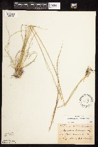 Sporobolus heterolepis image