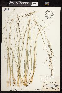 Sporobolus heterolepis image