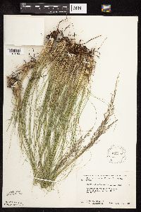 Sporobolus heterolepis image