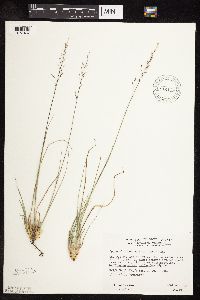 Sporobolus heterolepis image