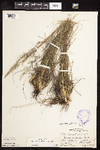 Sporobolus heterolepis image