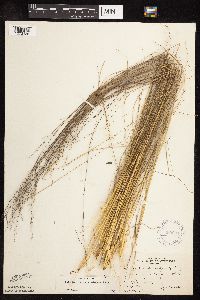 Sporobolus heterolepis image