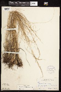 Sporobolus heterolepis image