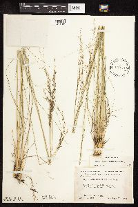 Sporobolus heterolepis image