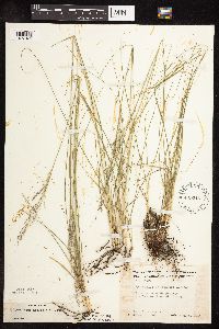 Sporobolus heterolepis image