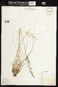 Sporobolus heterolepis image