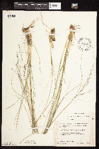 Sporobolus heterolepis image