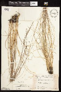 Sporobolus heterolepis image