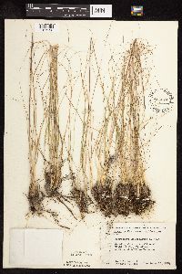 Sporobolus heterolepis image