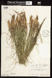 Sporobolus heterolepis image