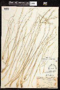 Sporobolus heterolepis image