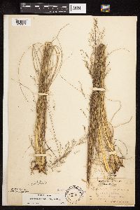 Sporobolus heterolepis image