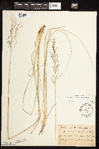 Sporobolus heterolepis image