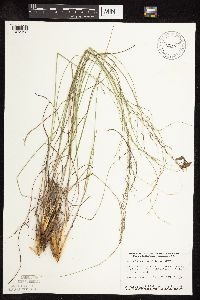 Sporobolus heterolepis image