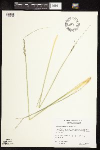 Sporobolus heterolepis image