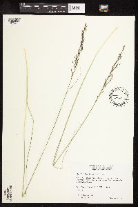 Sporobolus heterolepis image