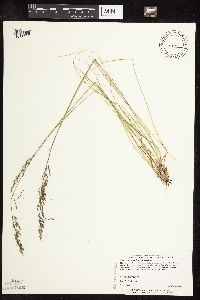 Sporobolus heterolepis image