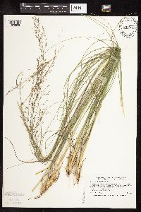 Sporobolus heterolepis image