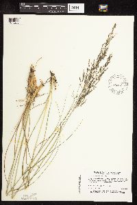 Sporobolus heterolepis image