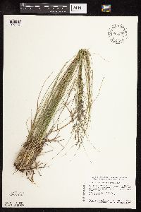 Sporobolus heterolepis image