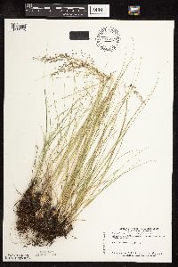 Sporobolus heterolepis image