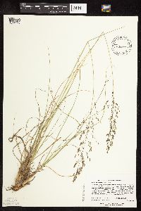 Sporobolus heterolepis image