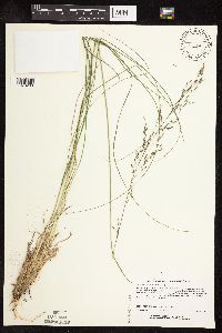 Sporobolus heterolepis image