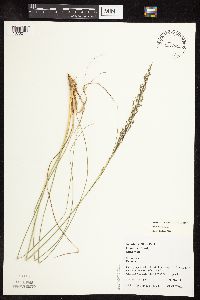 Sporobolus heterolepis image