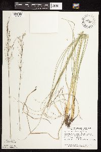 Sporobolus heterolepis image