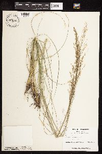 Sporobolus heterolepis image