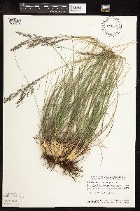 Sporobolus heterolepis image